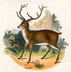 The Red Deer