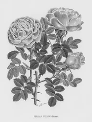 The Rose Garden: Persian Yellow, Briar
