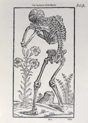 The Sceleton of the Backe, plate from The Historie of Man published by John Banister, 1578