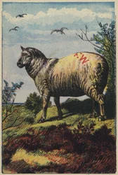 The Sheep