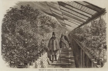 The Show of Camellias at the Vauxhall Nursery