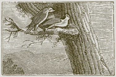 The Sick Kite