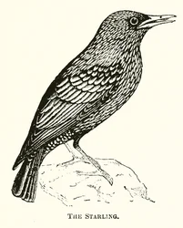 The Starling