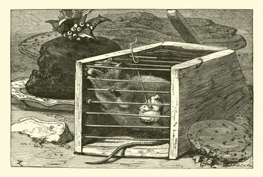 The Thievish Mouse