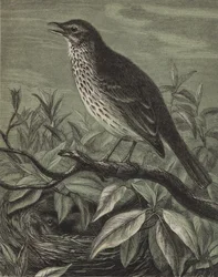 The Thrush