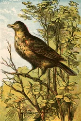 The Thrush