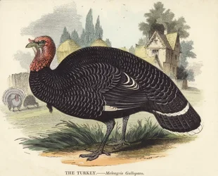 The Turkey