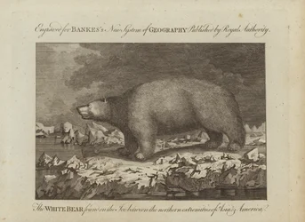 The White Bear