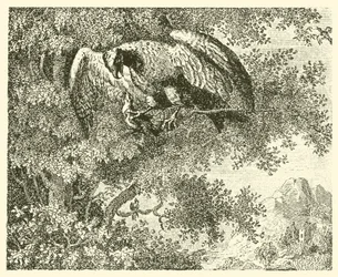 The Hawk and the Nightingale