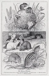 The mouse family
