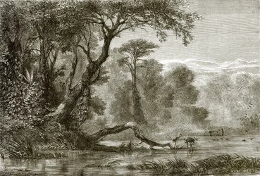 The river Phasis