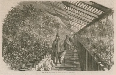 The Show of Camellias at the Vauxhall Nursery