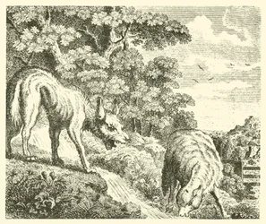 The wolf and the lamb