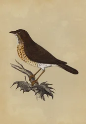 Thrush