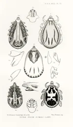 Ticks from Somali-Land, illustration from The Hope Reports, Vol. II, 1897-1900, edited by Edward B. Poulton, Oxford, 1901