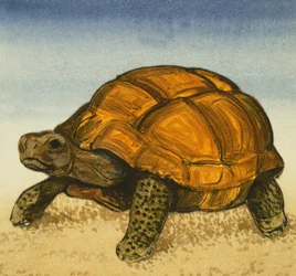 Tortoise