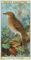Tree Pipit