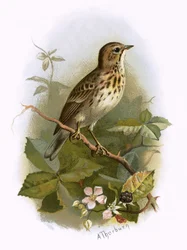 Tree Pipit