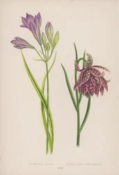 Triteleia Laxa; Fritillaria Meleagris
