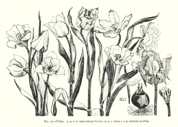 Tulips; same crimson flower; yellow; crimson; white