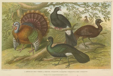 Turkey and curassows