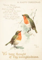 Two Robins in the snow