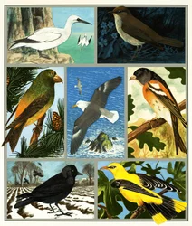 Unidentified bird montage