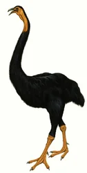 Unidentified bird, possibly a Moa