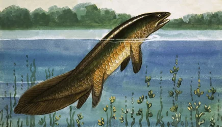 Unidentified Fish