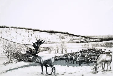 Unidentified Herd of Reindeer