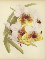 Vanda sanderiana
