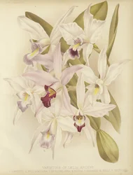 Varieties of Laelia anceps