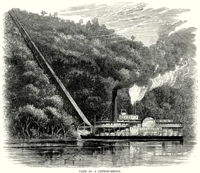 View of a Cotton-Shoot