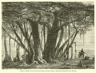 View of the Banyan-Tree (Ficus Indica), showing Adventitious Roots