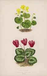 Viola Biflora; Cyclamen Repandum