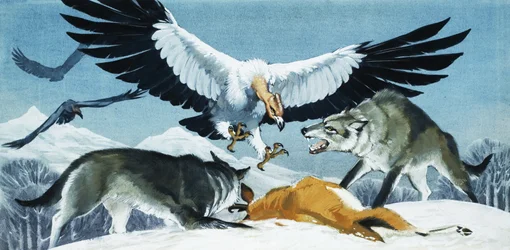 Vulture and Wolves