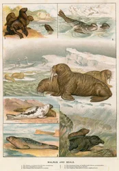 Walrus and Seals