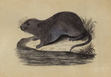 Water Rat