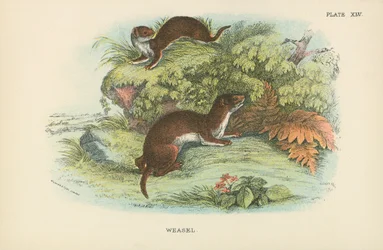 Weasel