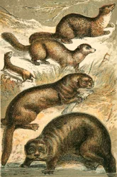Weasel, Sable, Marten, Otter and Sea Otter