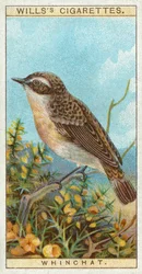 Whinchat