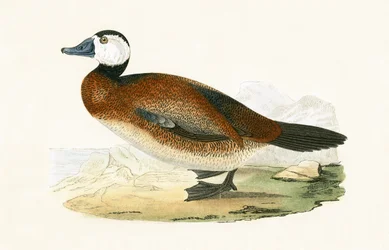 White Headed Duck, illustration from 