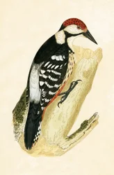 White Rumped Woodpecker, illustration from 