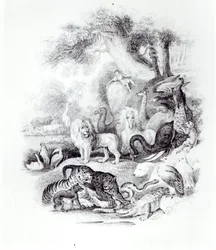 Wild Animals from 