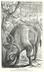 Wild Boar of Palestine
