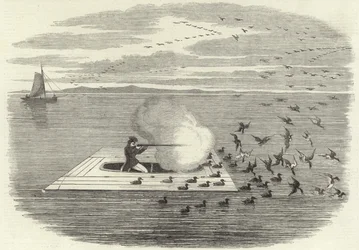 Wild Duck Shooting on the Potomac