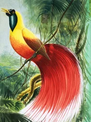 Wingless Wonder from Paradise, Illustration from 