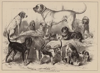 Winners at the Birmingham Dog Show