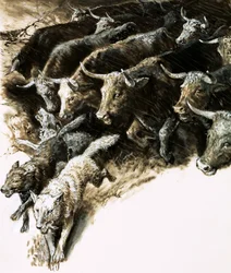 Wolves caught up in a stampede