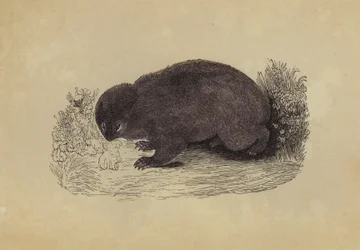 Wombat